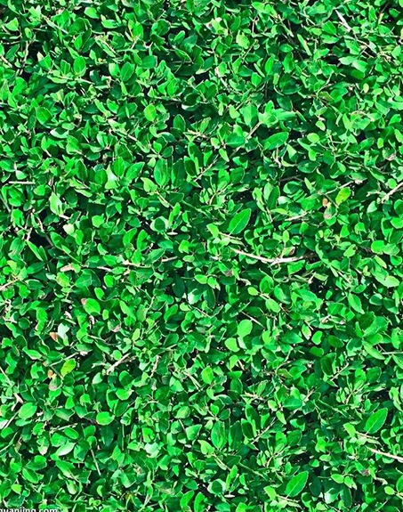 標(biāo)題:地毯草
瀏覽次數(shù):2754
發(fā)表時間:2017-11-02