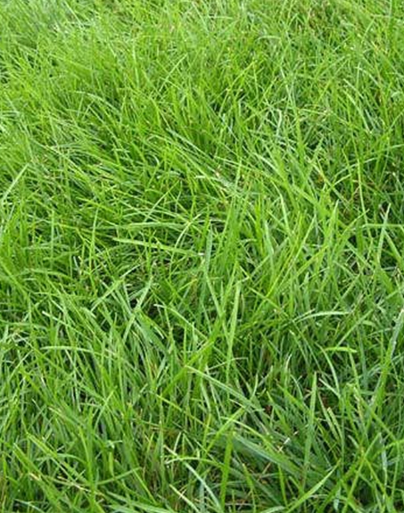 標(biāo)題:高羊茅
瀏覽次數(shù):3239
發(fā)表時間:2017-11-02