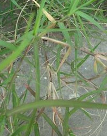 標題：狗牙根
瀏覽次數(shù)：2955
發(fā)表時間：2017-11-02