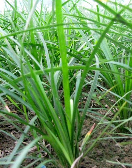 標題:麥冬
瀏覽次數(shù):4176
發(fā)表時間:2017-11-02