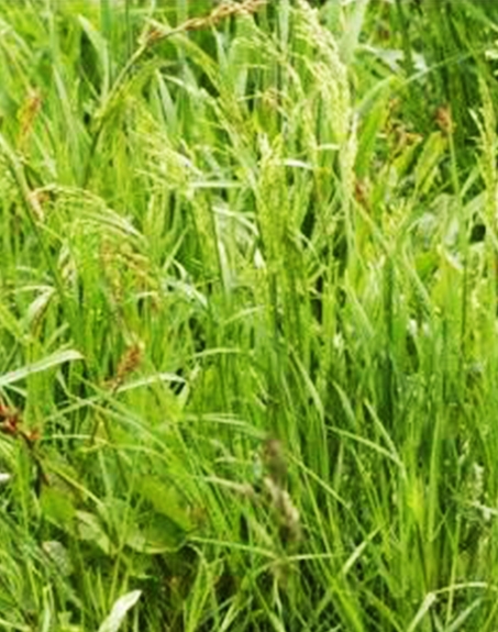 標(biāo)題：普通早熟禾
瀏覽次數(shù)：4168
發(fā)表時間：2017-11-02