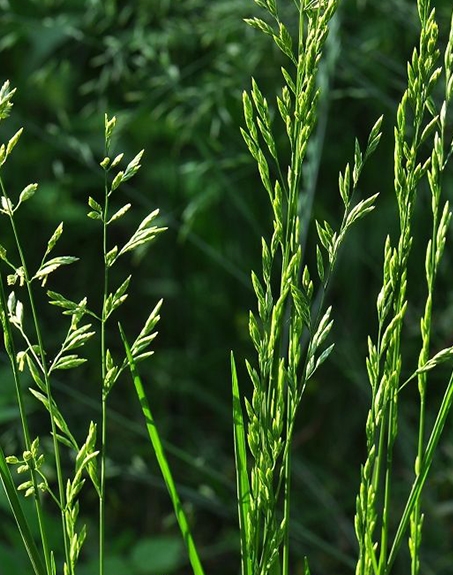 標(biāo)題：葦狀羊茅
瀏覽次數(shù)：3804
發(fā)表時(shí)間：2017-11-02