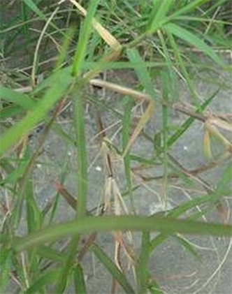 標(biāo)題：狗牙根
瀏覽次數(shù)：2953
發(fā)表時間：2017-11-02