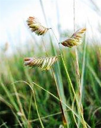 標(biāo)題：野牛草
瀏覽次數(shù)：3341
發(fā)表時(shí)間：2017-11-02