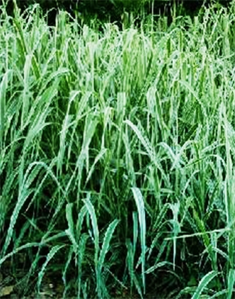 標(biāo)題：紫羊茅
瀏覽次數(shù)：3488
發(fā)表時(shí)間：2017-11-02