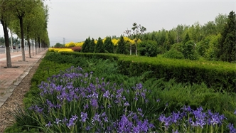 標題：張家口經(jīng)開區(qū)秋季清水河生態(tài)綠廊建
瀏覽次數(shù)：2807
發(fā)表時間：2020-10-16