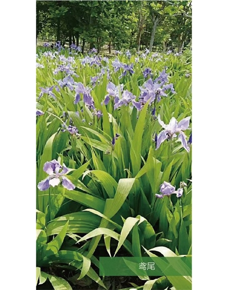 標(biāo)題:地被
瀏覽次數(shù):1836
發(fā)表時(shí)間:2020-10-17