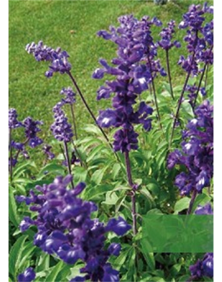 標(biāo)題：地被
瀏覽次數(shù)：1925
發(fā)表時間：2020-10-17