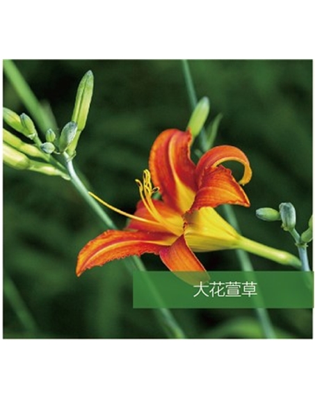 標題：地被
瀏覽次數(shù)：1838
發(fā)表時間：2020-10-17