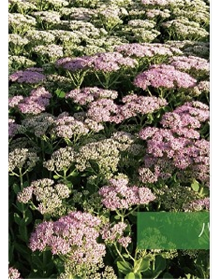 標(biāo)題：地被
瀏覽次數(shù)：1917
發(fā)表時(shí)間：2020-10-17