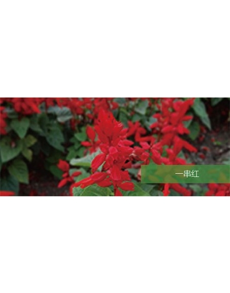 標題：地被
瀏覽次數(shù)：2202
發(fā)表時間：2020-10-17