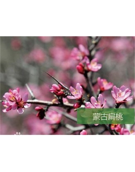 標題：名貴樹種
瀏覽次數(shù)：1793
發(fā)表時間：2020-10-17