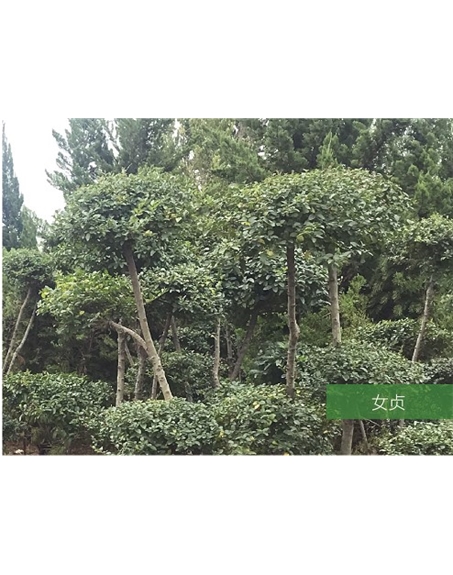 標(biāo)題:名貴樹(shù)種
瀏覽次數(shù):1804
發(fā)表時(shí)間:2020-10-17