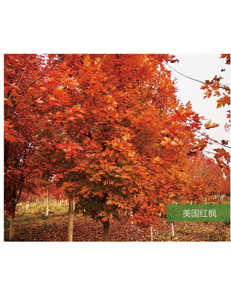 標(biāo)題：名貴樹(shù)種
瀏覽次數(shù)：2355
發(fā)表時(shí)間：2020-10-17