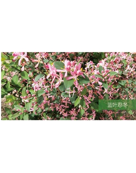 標(biāo)題:?jiǎn)坦嗄?瀏覽次數(shù):1743
發(fā)表時(shí)間:2020-10-17