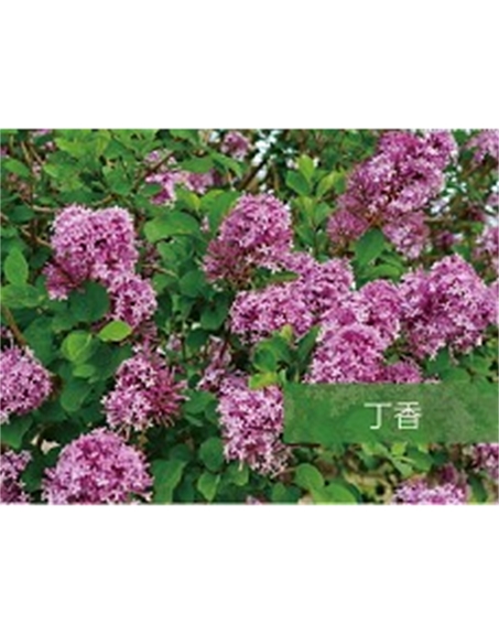 標(biāo)題：喬灌木
瀏覽次數(shù)：1719
發(fā)表時間：2020-10-17