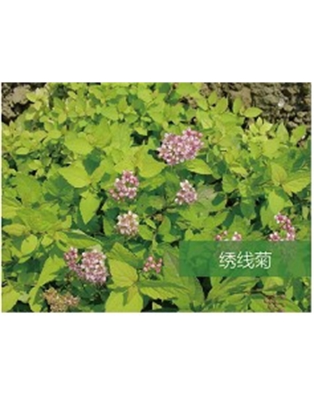 標(biāo)題:?jiǎn)坦嗄?瀏覽次數(shù):1932
發(fā)表時(shí)間:2020-10-17