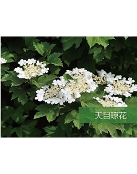 標(biāo)題：喬灌木
瀏覽次數(shù)：1918
發(fā)表時(shí)間：2020-10-17