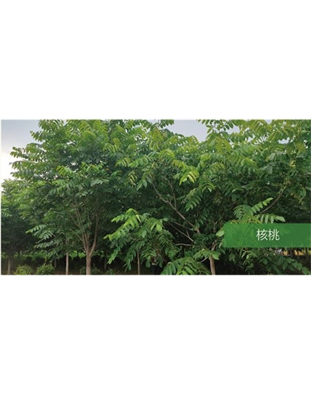 標(biāo)題：喬灌木
瀏覽次數(shù)：1805
發(fā)表時間：2020-10-17