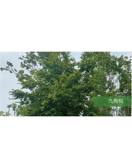 標(biāo)題：喬灌木
瀏覽次數(shù)：1835
發(fā)表時間：2020-10-17