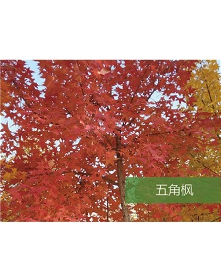 標(biāo)題:?jiǎn)坦嗄?瀏覽次數(shù):1880
發(fā)表時(shí)間:2020-10-17