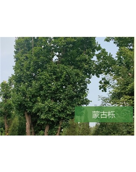 標題：喬灌木
瀏覽次數(shù)：2545
發(fā)表時間：2020-10-17