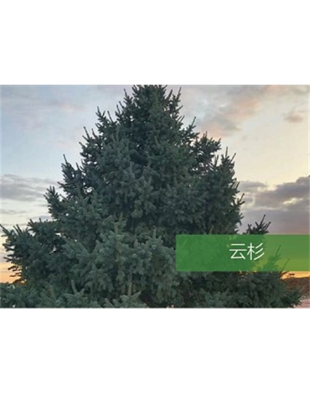 標(biāo)題：喬灌木
瀏覽次數(shù)：2571
發(fā)表時(shí)間：2020-10-17