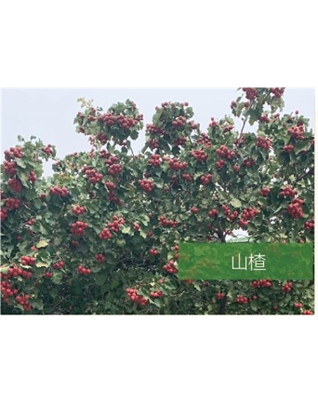 標題：喬灌木
瀏覽次數(shù)：2447
發(fā)表時間：2020-10-17