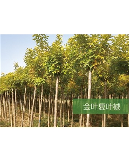 標(biāo)題:?jiǎn)坦嗄?瀏覽次數(shù):2391
發(fā)表時(shí)間:2020-10-17