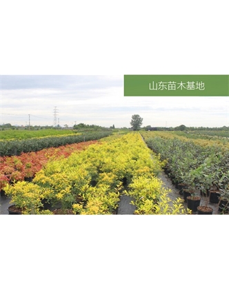 標(biāo)題：苗木基地
瀏覽次數(shù)：2542
發(fā)表時(shí)間：2020-10-17