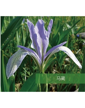 標題：地被
瀏覽次數(shù)：1860
發(fā)表時間：2020-10-17