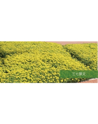 標題：地被
瀏覽次數(shù)：2334
發(fā)表時間：2020-10-17