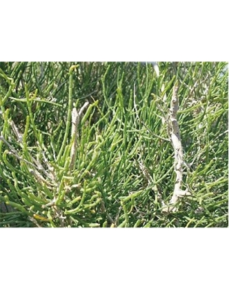 標(biāo)題：名貴樹種
瀏覽次數(shù)：1967
發(fā)表時(shí)間：2020-10-17