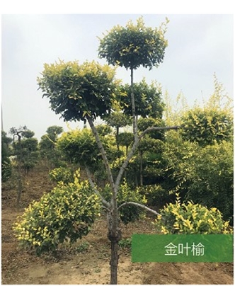 標(biāo)題：名貴樹種
瀏覽次數(shù)：1837
發(fā)表時(shí)間：2020-10-17