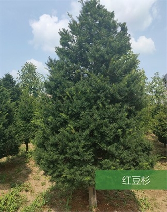 標(biāo)題：名貴樹種
瀏覽次數(shù)：2261
發(fā)表時間：2020-10-17