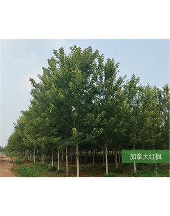 標(biāo)題：名貴樹種
瀏覽次數(shù)：2133
發(fā)表時間：2020-10-17