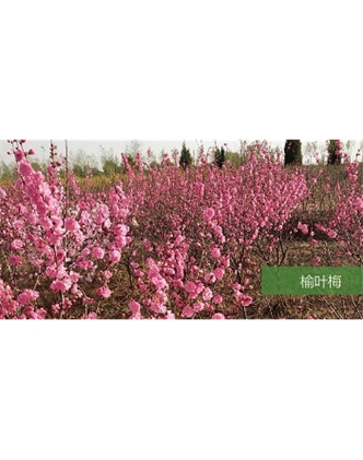 標題：喬灌木
瀏覽次數(shù)：1786
發(fā)表時間：2020-10-17