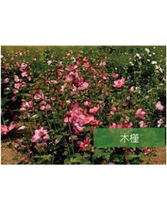 標(biāo)題：?jiǎn)坦嗄?瀏覽次數(shù)：1917
發(fā)表時(shí)間：2020-10-17