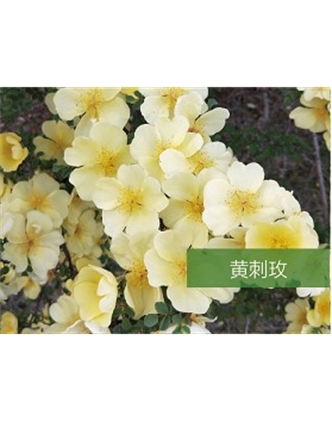 標(biāo)題：?jiǎn)坦嗄?瀏覽次數(shù)：1741
發(fā)表時(shí)間：2020-10-17