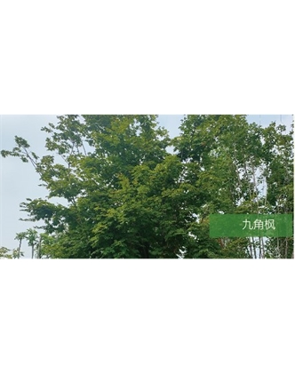 標(biāo)題：喬灌木
瀏覽次數(shù)：1834
發(fā)表時間：2020-10-17