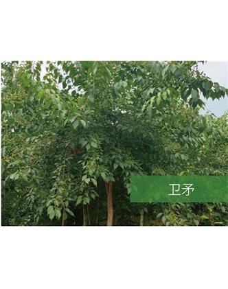 標(biāo)題：喬灌木
瀏覽次數(shù)：2417
發(fā)表時(shí)間：2020-10-17